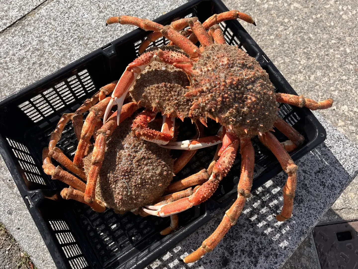araignées de mer vivantes
