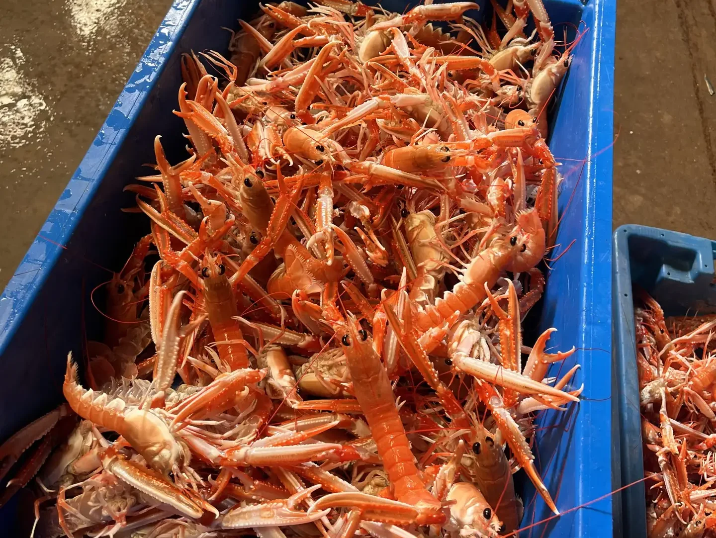 langoustines tubes vivantes